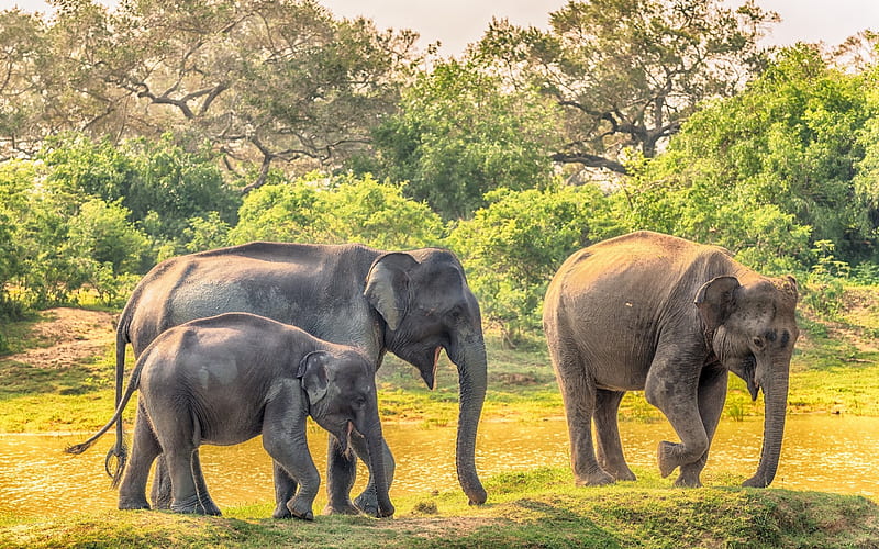 Elephants, Africa, wildlife, safari, elephant family, HD wallpaper