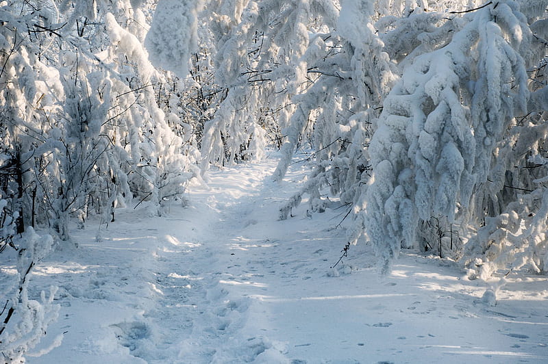 siberian winter, snow, nature, trees, siberia, winter, HD wallpaper