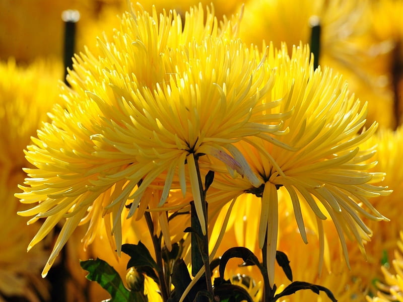 ✿SunShine Fall✿, fall, autumn, fresh, chrysanthemums, yellow, brilliant, sunshine, HD wallpaper