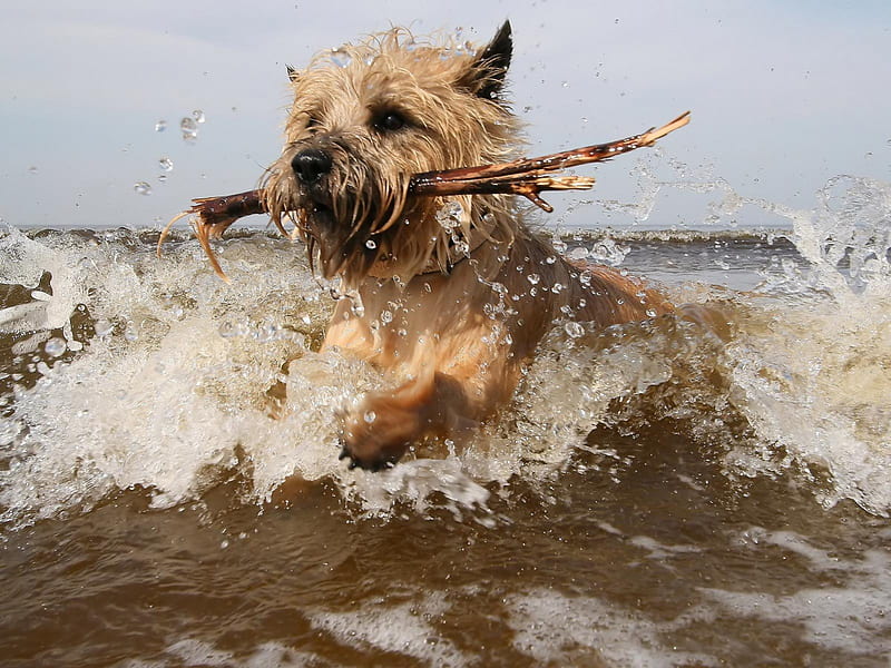 A Sea Dog, cute, ocean, fetching, waves, pets, dogs, sea, HD wallpaper