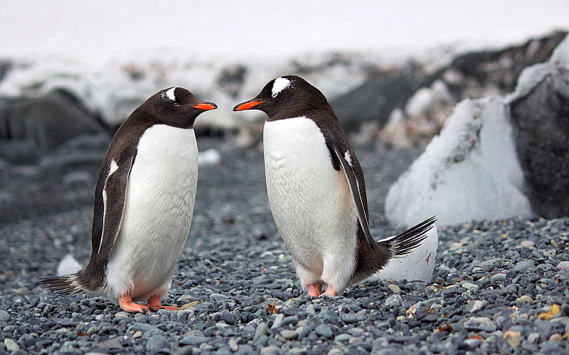 Summer Antarctic Emperor Penguin Wildlife, HD wallpaper