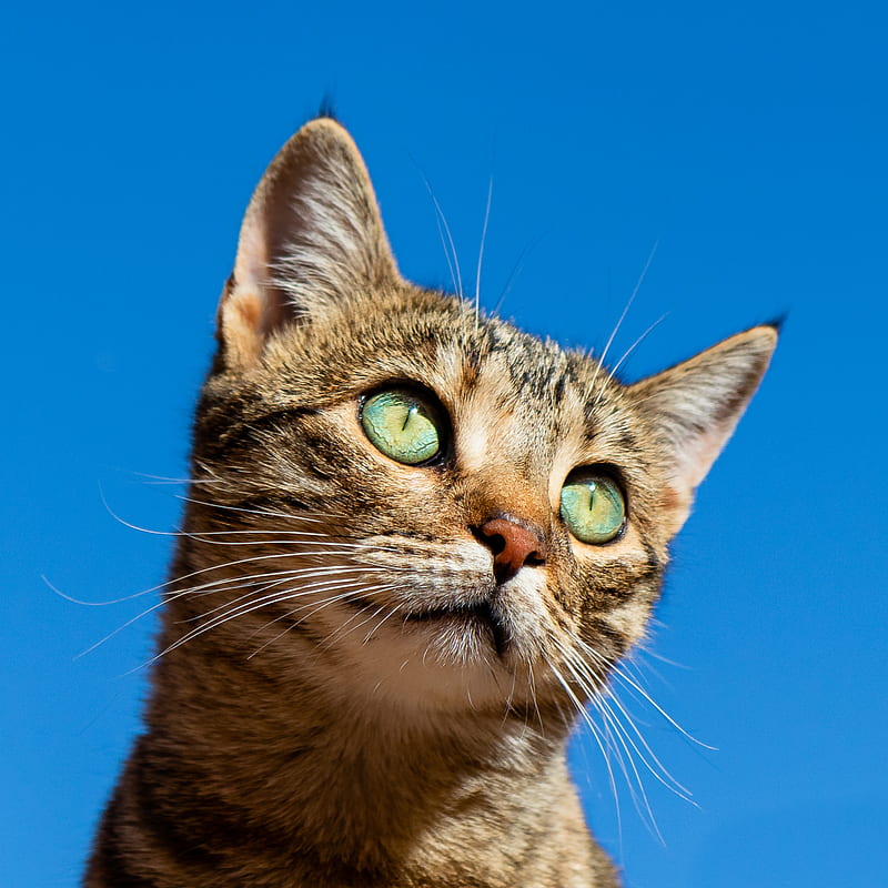 silver tabby cat, HD phone wallpaper