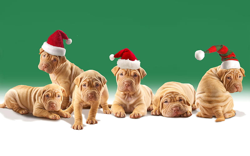 Christmas sharpei puppies, santa, christmas, holiday, sharpei, puppy, dog, hat, HD wallpaper