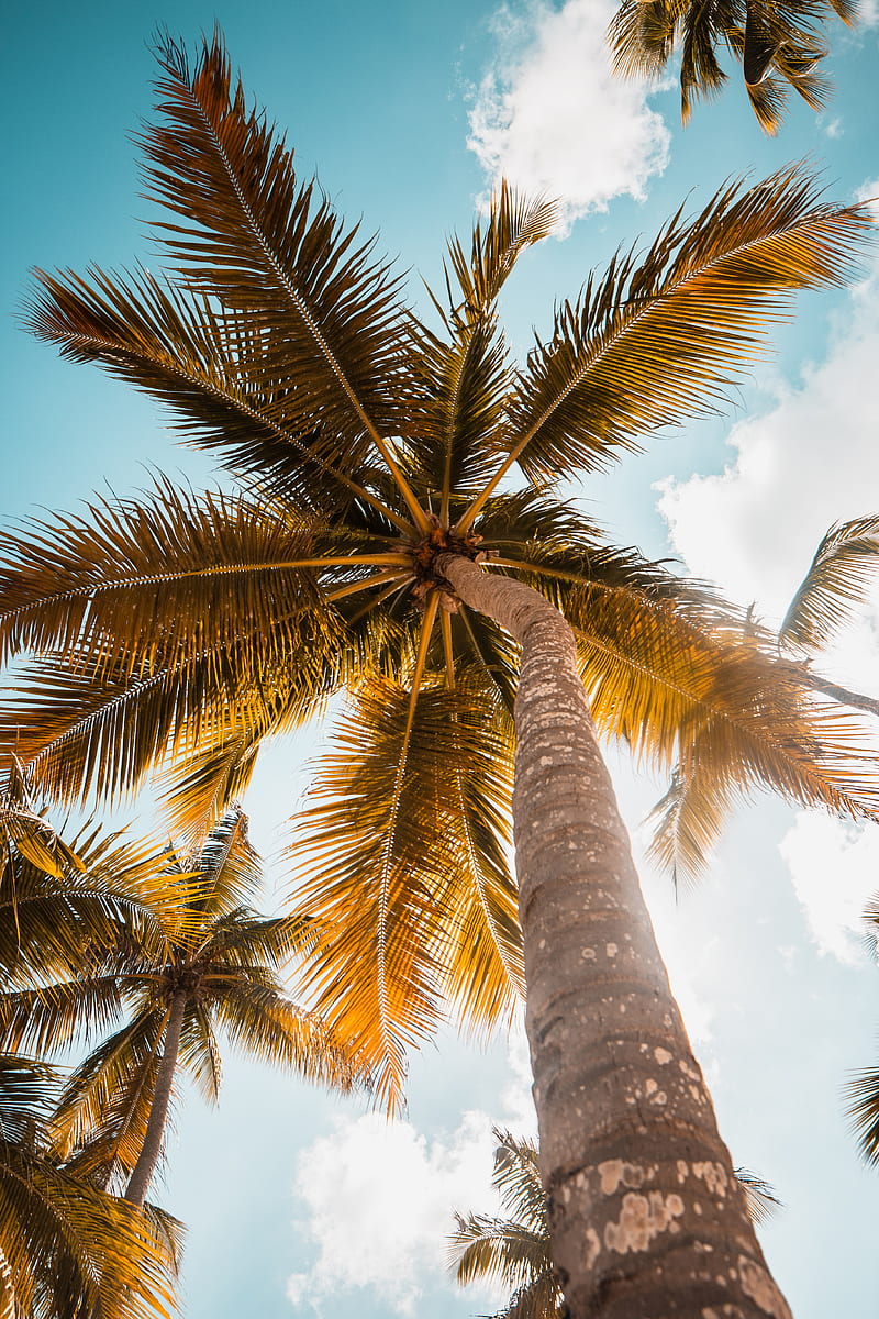 palm, tree, leaves, sky, HD phone wallpaper