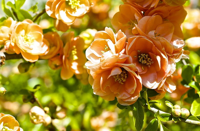Quince blossom, spring, orange, primvara, blossom, flower, quince, HD wallpaper