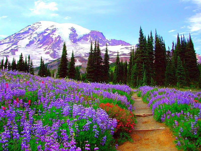 Wildflower Path, red, forest, bonito, spring, green, purple, mountains, flowers, snowy peaks, HD wallpaper