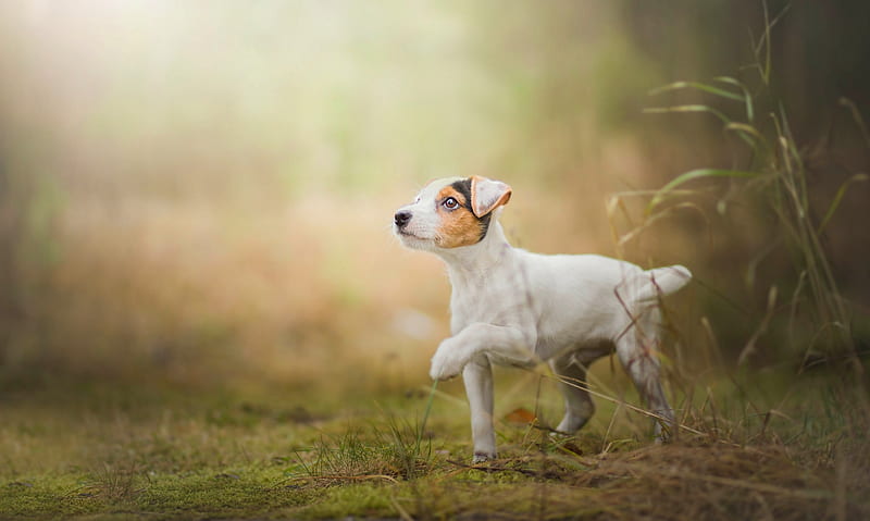 Dogs, Jack Russell Terrier, Dog, Pet, Puppy, HD wallpaper
