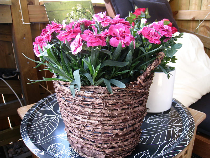 Carnations, green, Table, summer, tray, color, pot, carnation, pink, HD wallpaper