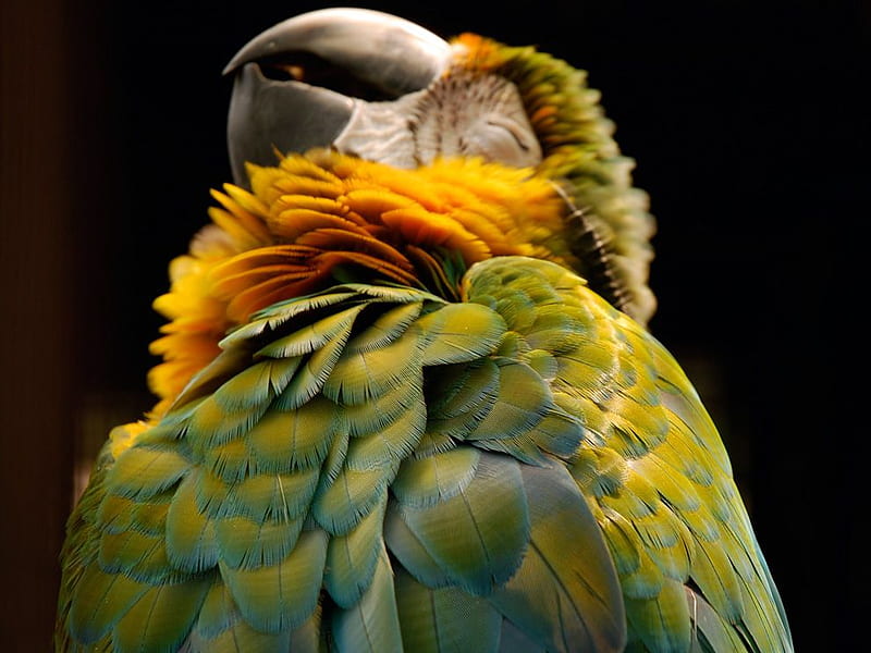 Parrot, colorful, manila, green, HD wallpaper