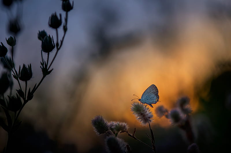 selective focus graphy of butterfly perched on petaled flower, HD wallpaper