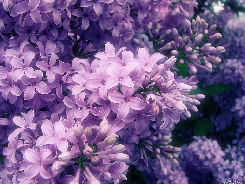 Flores lilas, flor, lila, naturaleza, púrpura, Fondo de pantalla HD | Peakpx