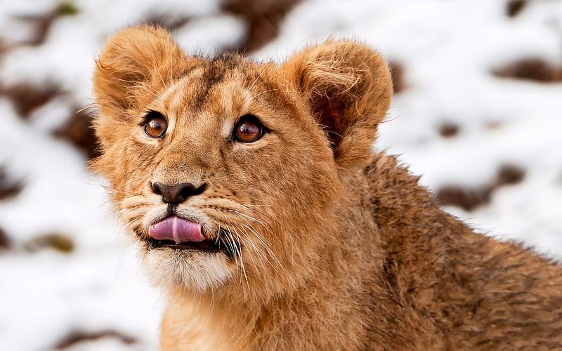 Little Cub, Cute, Lion, Snow, Cub, Little, Animals, HD wallpaper