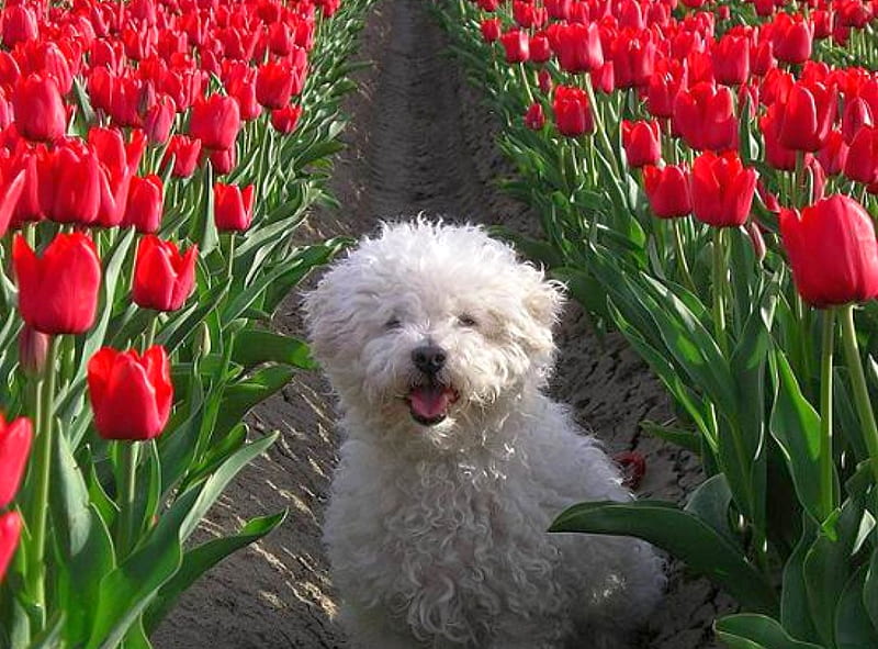 Puppy in Flowers, cool, HD wallpaper | Peakpx