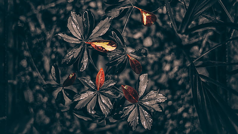 Leaves Plant Drops Black Black, HD wallpaper