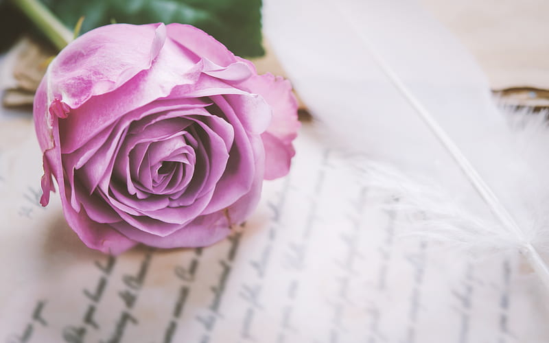 purple rose, flower on a sheet of paper, romantic letter concepts, rosebud, beautiful flowers, HD wallpaper