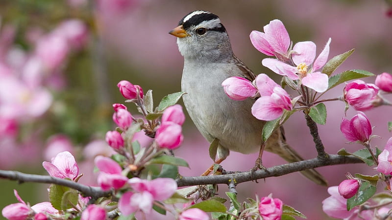 Pájaro en una rama de flor, pájaro, flores, gorrión, rosa, animal, Fondo de  pantalla HD | Peakpx