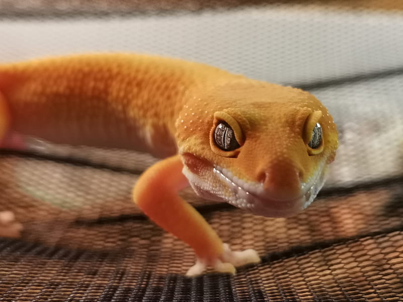 Gecko, eyes, leopard, lizard, HD wallpaper