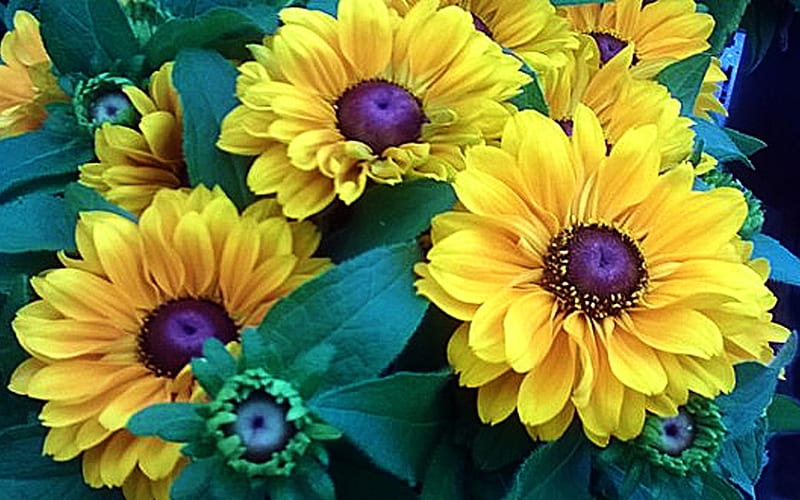 Yellow Rudbeckia, eye, flowers, yellow, nature, tiger, petals, HD wallpaper