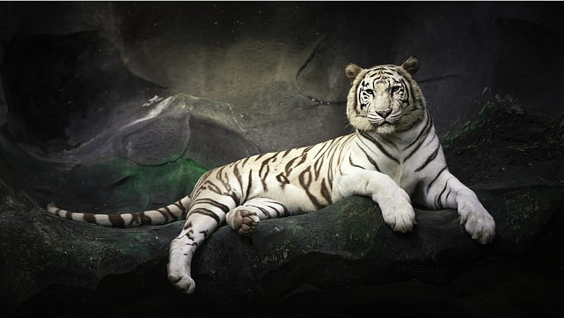 White Tiger Rest At Stones, HD wallpaper