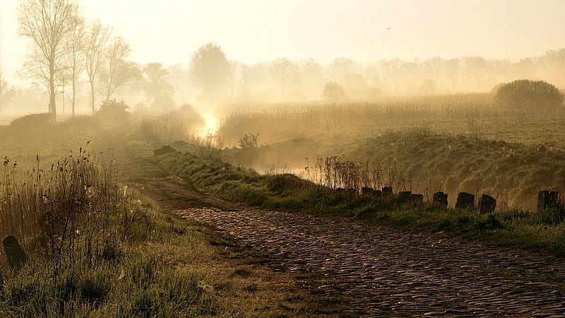 A Beautiful Morning.., muddy, pathway, sunrise, morning, dust, road, trees, field, HD wallpaper