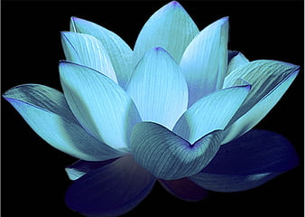 Page 18 | HD blue flower abstraction wallpapers | Peakpx
