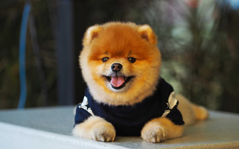 Pomeranian, cute dogs, puppy, furry dog, pets, HD wallpaper