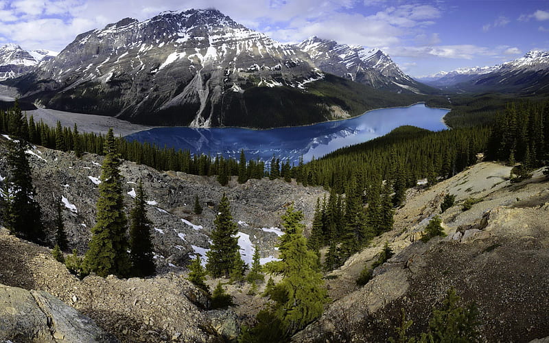 canada, tree, forest, banff, mountain lake, rocks, mountains, peyto lake, HD wallpaper