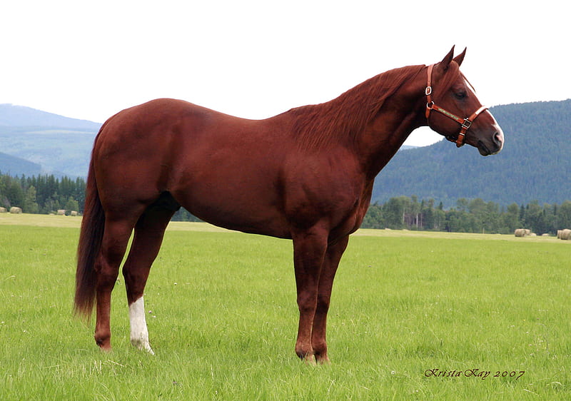 Chestnut Quarter Horse, stallions, chestnut, american horse, quarter horse, animals, horses, HD wallpaper