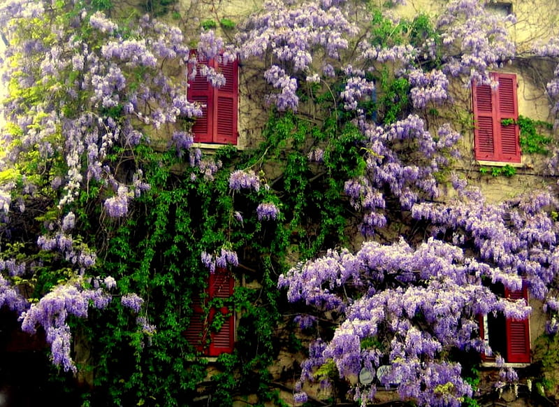 Wisteria Cottage, house, cottage, flowers, red shutters, purple wisteria, ivy, wisteria, HD wallpaper