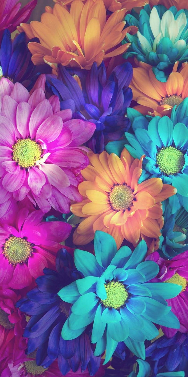 Flores, margarita, rosa y azul, Fondo de pantalla de teléfono HD | Peakpx