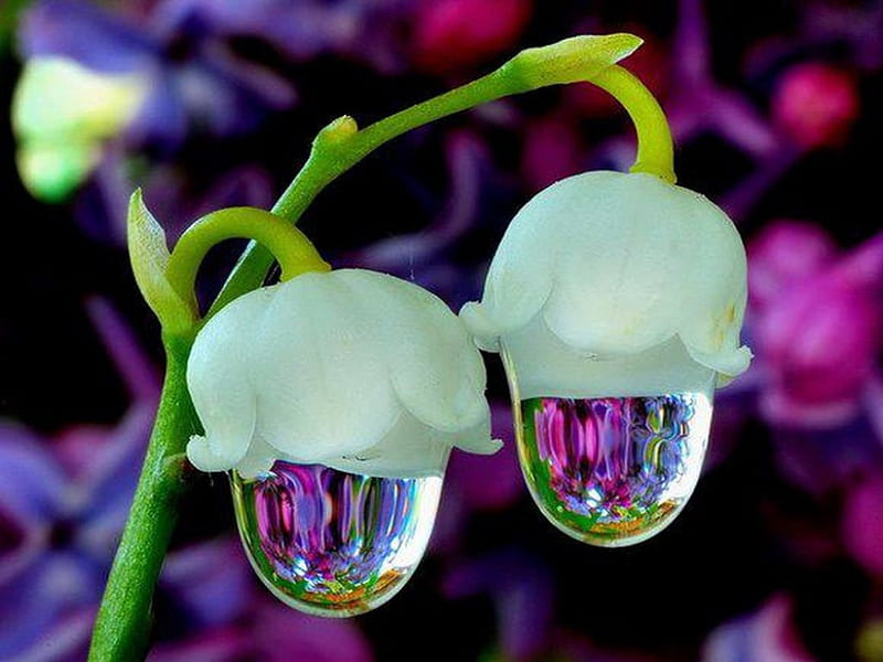 Drops of spring, lily of the valley, flowers, drops, reflections, HD wallpaper