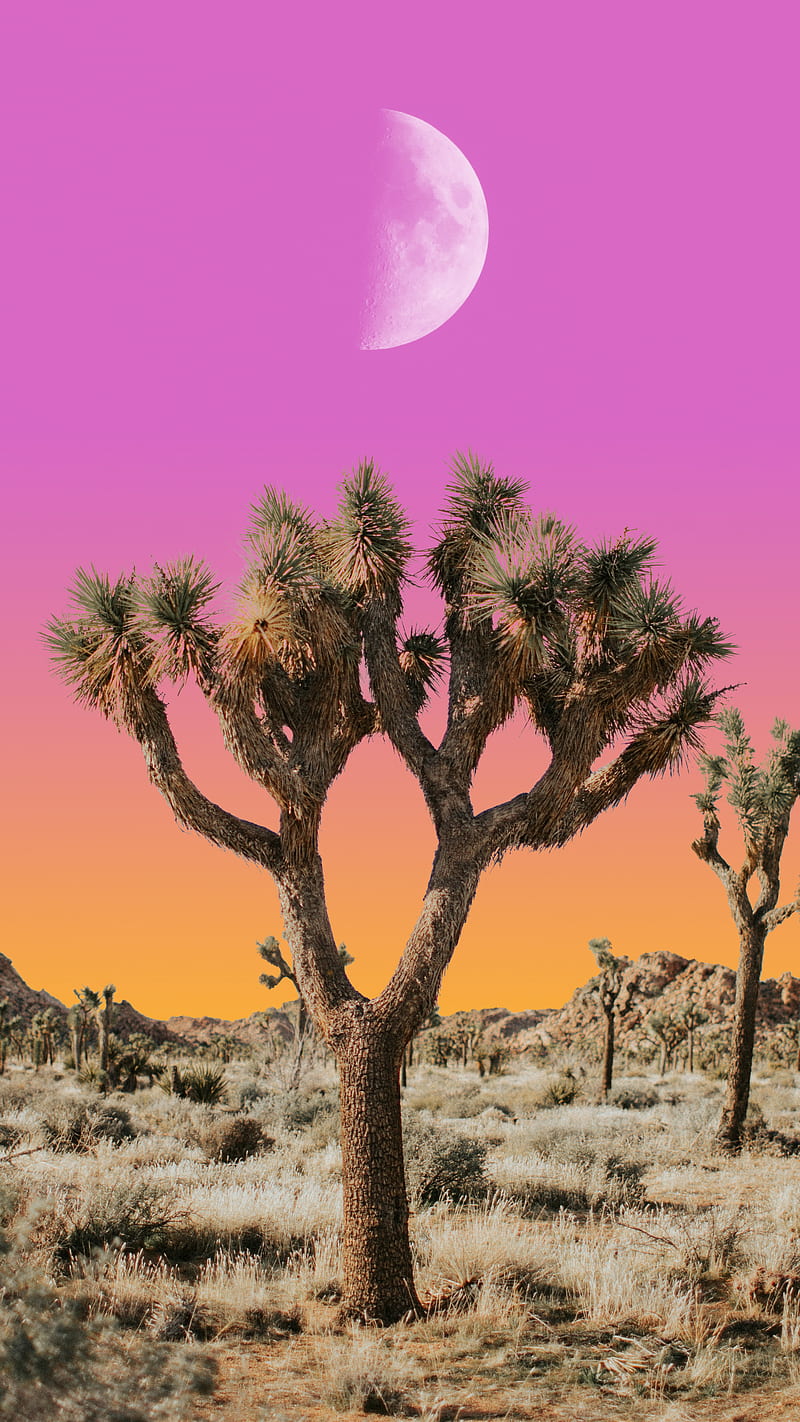 Download Glowing Sun Of The Desert Iphone Wallpaper  Wallpaperscom