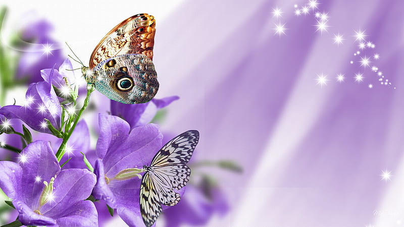Purple Embraces, stars, streaks of light, firefox persona, butterflies, lavender, sparkles, butterfly, puprle, blossoms, flowers, lily, blooms, HD wallpaper