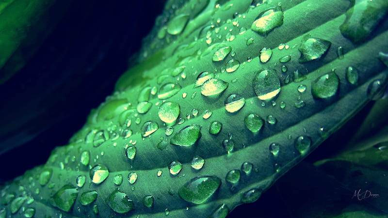 Dewy Leaf, fresh, dew, spring, leaf, green, summer, rain, dew drops, Firefox Persona theme, HD wallpaper