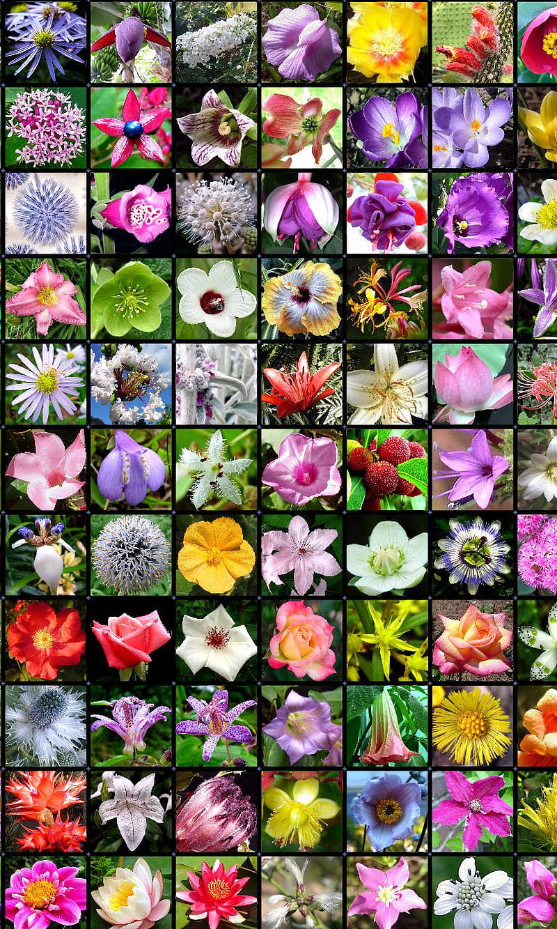 Flores, coloridas, lindas, femeninas, naturaleza, bonitas, Fondo de  pantalla de teléfono HD | Peakpx