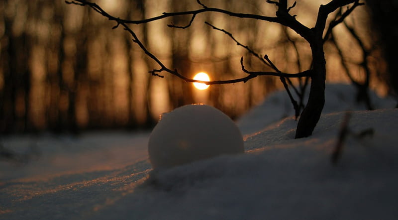 Snowball, sun, sunset, branch, graphy sunrise, light, forest, sunlight abstract, winter, tree, snow, macro, nature, scene, landscape, HD wallpaper