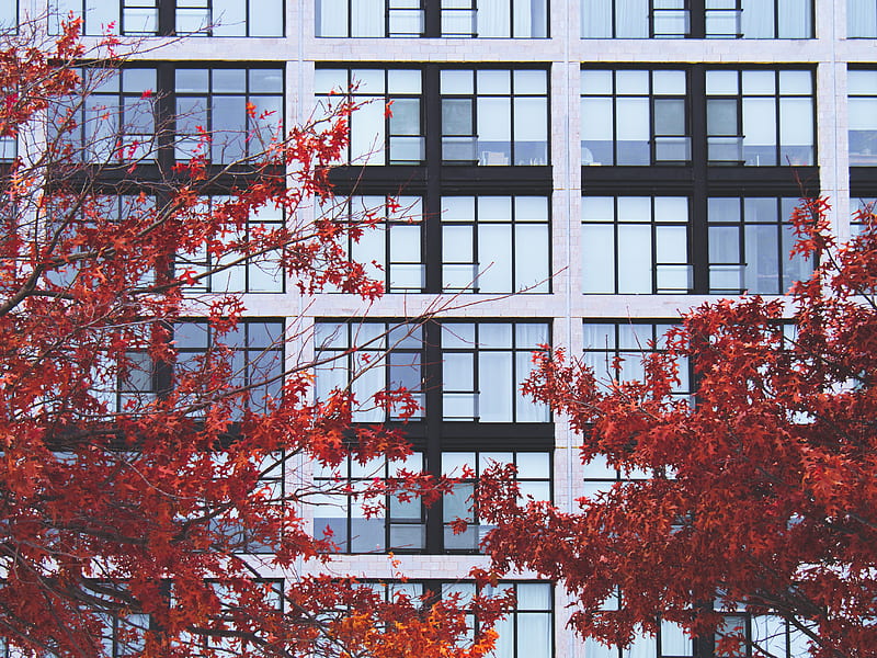 building, facade, branches, autumn, HD wallpaper