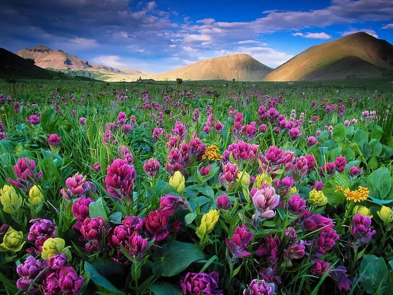 Wildflowers in Colorado, vad viragok, sarga es lila viragok, tavasz, kek, Colorado, csucsok, hegyek, reti, felhok, HD wallpaper