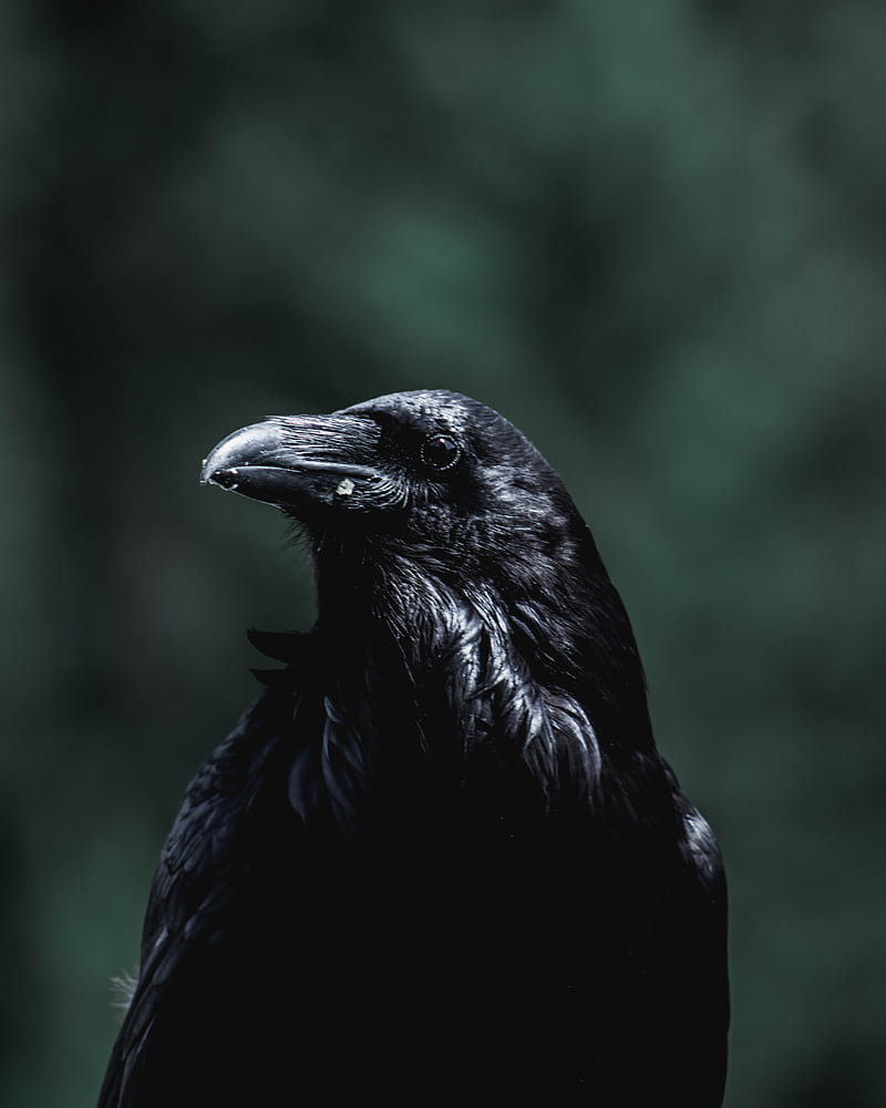 black crow facing sideways, HD phone wallpaper
