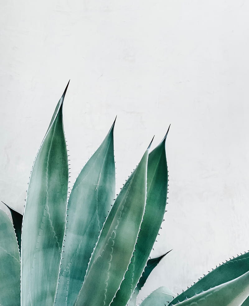 aloe, succulent, plant, leaves, green, HD phone wallpaper