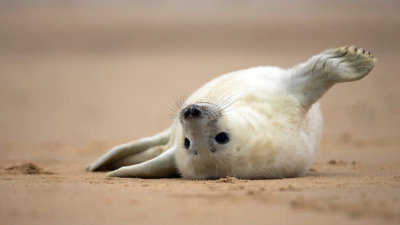 Cute Grey Seal Beach of Norfolk England Bing, HD wallpaper