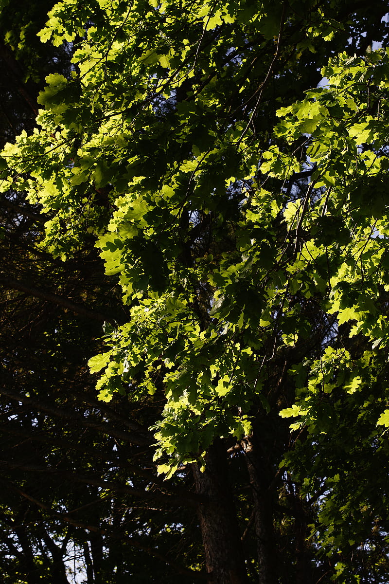 Green tree with yellow leaves, HD phone wallpaper | Peakpx