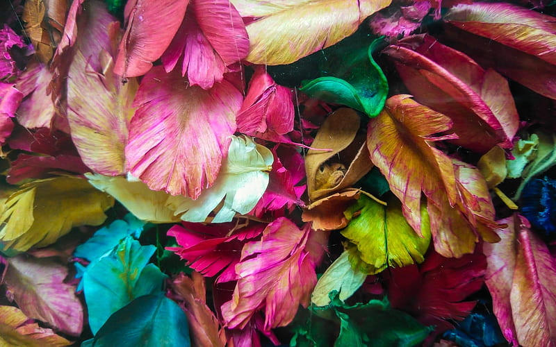 Petals and leaves, colorful, green, texture, yellow, skin, petal, pink, leaf, HD wallpaper