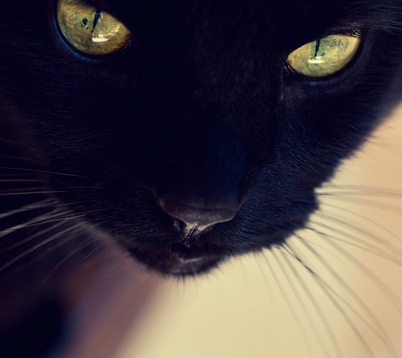 Cat Eyes V2, android, animal, black, dark, epic, new, pet, HD wallpaper