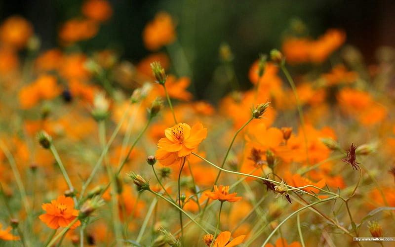 Autumn flowers-grass in the cosmos 41, HD wallpaper