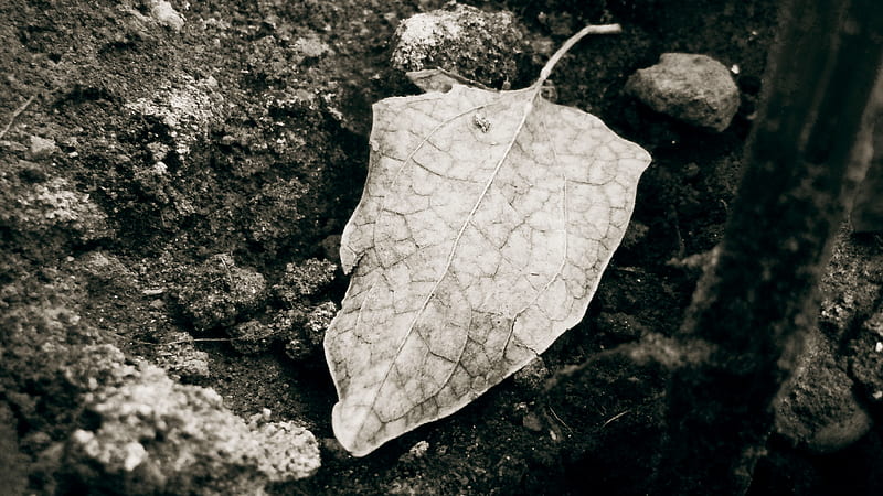 withered, black and white, nature, leaves, time, HD wallpaper