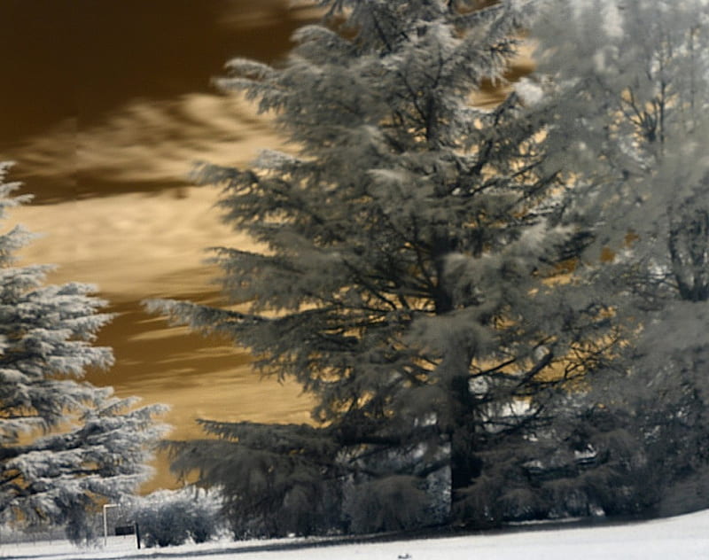 Winter Dreams, color, graphy, trees, winter, HD wallpaper Winter Dreams, color, graphy, trees, winter, HD wallpaper