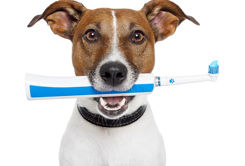 Electric Toothbrush, animal, card, jack russel terrier, funny, white, puppy, dog, blue, HD wallpaper