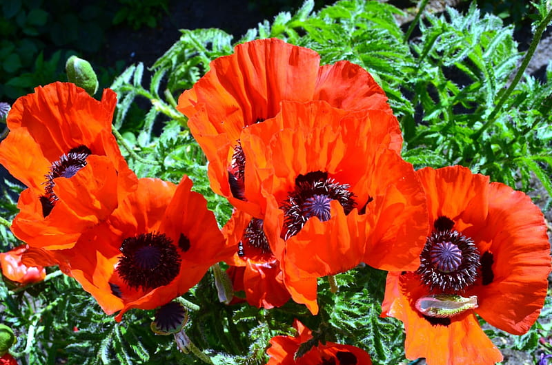 Poppies, blossoms, garden, petals, leaves, HD wallpaper