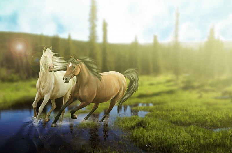 Horses, pond, horse, run, animal, HD wallpaper